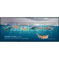 Antarctic Krill