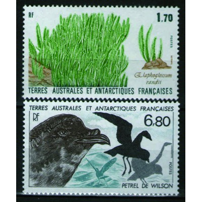 Flora y Fauna Antártica