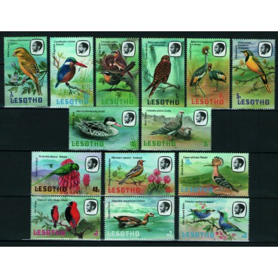 Aves
