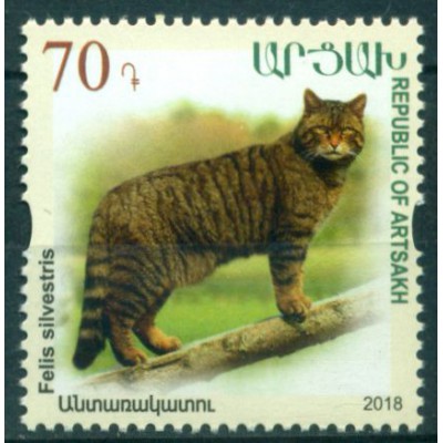 Fauna Gato Montes Jabali Ardilla