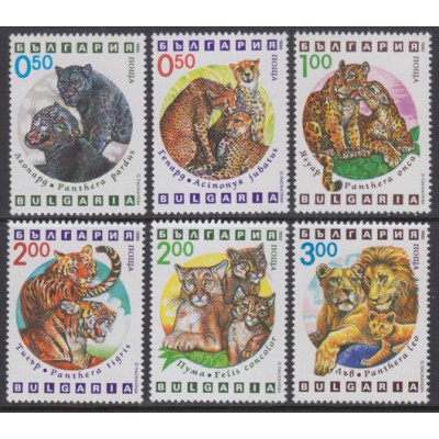 Felinos
