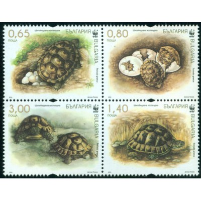 Tortugas