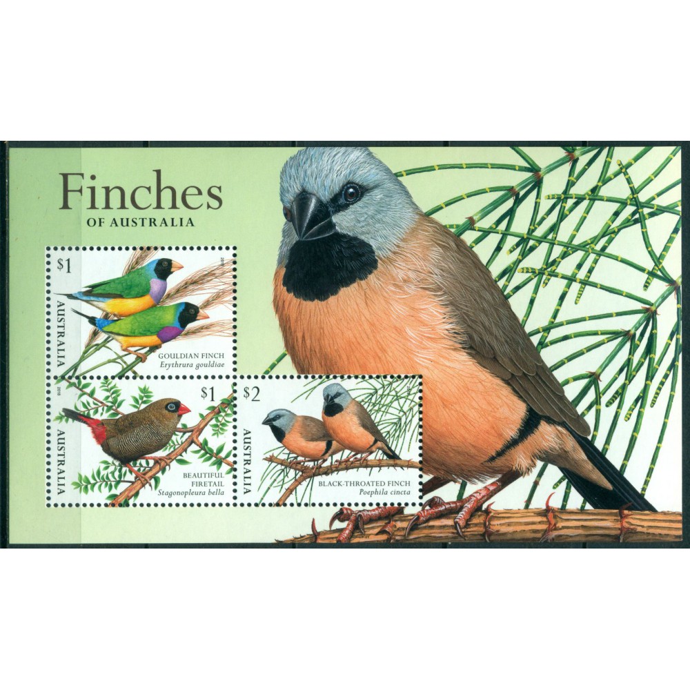 Pájaros
